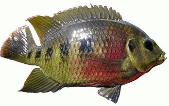 gara-2018-02-08-Reportaje