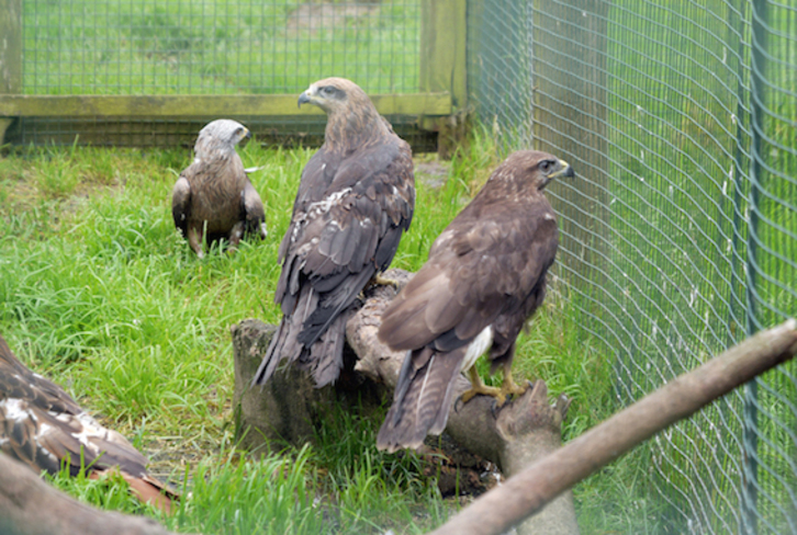 Arrano Etxean dauden hainbat zapelatz. (Gotzon ARANBURU)