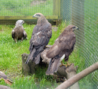 Arrano Etxean dauden hainbat zapelatz. (Gotzon ARANBURU)