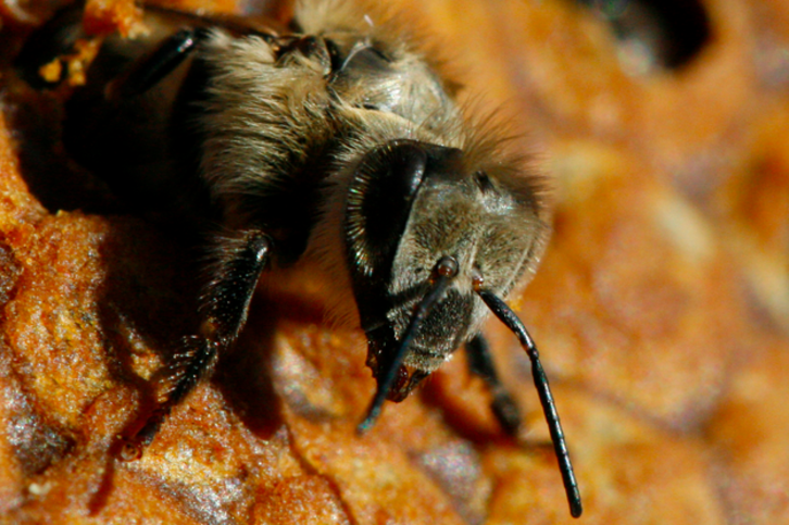 On dénombre en Nouvelle-Aquitaine 601 apiculteurs professionnels, soit 30% des apiculteurs français.