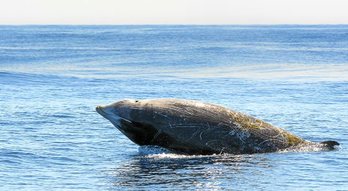 gara-2018-08-07-Reportaje