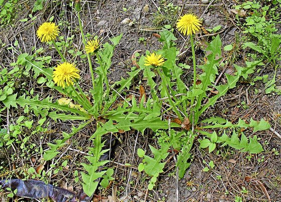 Malas hierbas invasoras | Miradas | 7K - zazpika astekaria