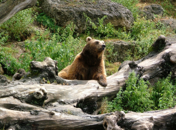Les deux ourses seront réintroduites dans les Pyrénées occidentales.