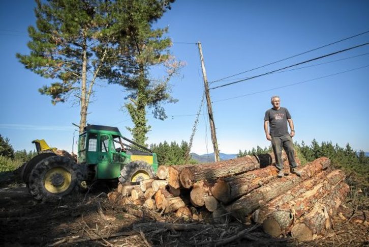 Zer egin "Pinus radiata" zuhaitzek jasaten duten onddoen eraginaren aurka ?