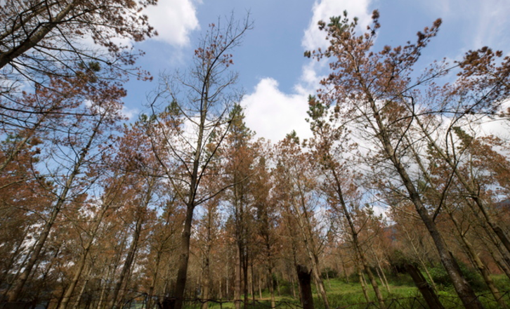 Pinos afectados por el virus. (Gorka RUBIO / FOKU)