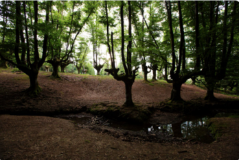  Otzarretako Pagadia. (@GorbeiaEuskadi)