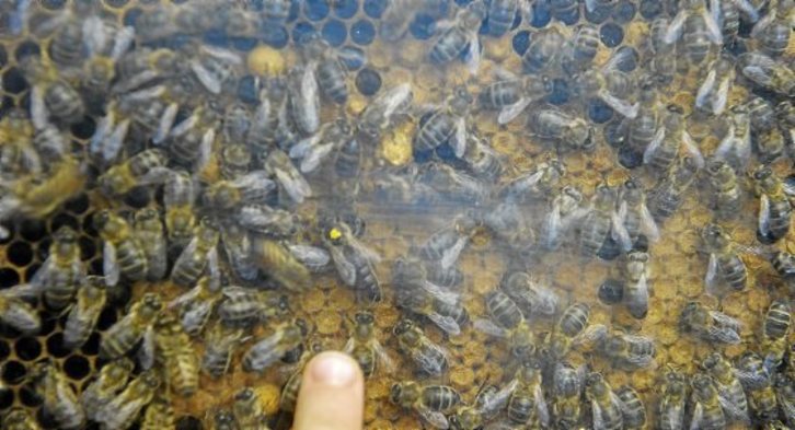 Selon les premières études menées par l'Unaf, 30% des colonies d'abeilles ont disparu durant l'hiver 2017-2018. © Andoni CANELLADA / FOKU
