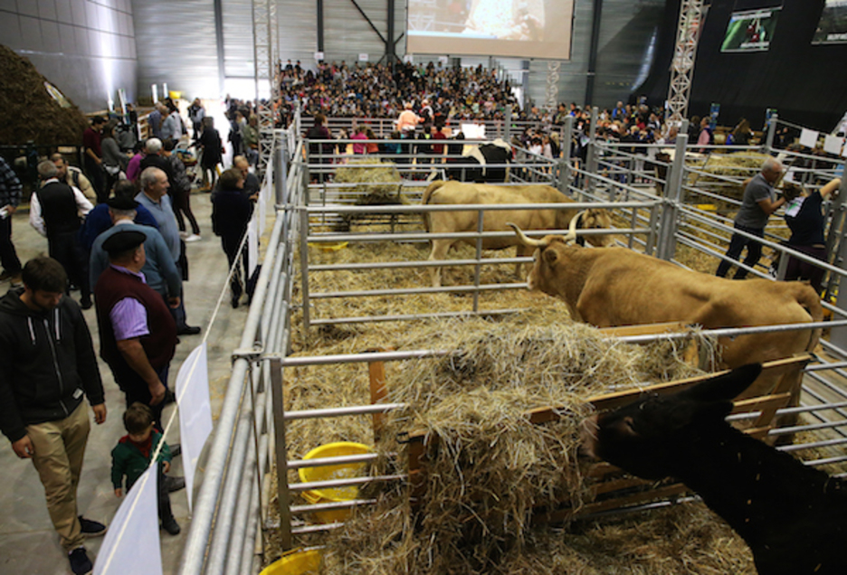 Hiru egunetan zehar kabala ttipiak izanen diren etxalde pedagogikoa, herri kirolak eta  puzgarriez gozatzeko parada dute gazteek. ©Bob EDME