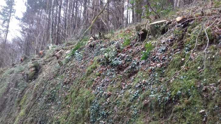 Robles de un porte considerable han sido talados.