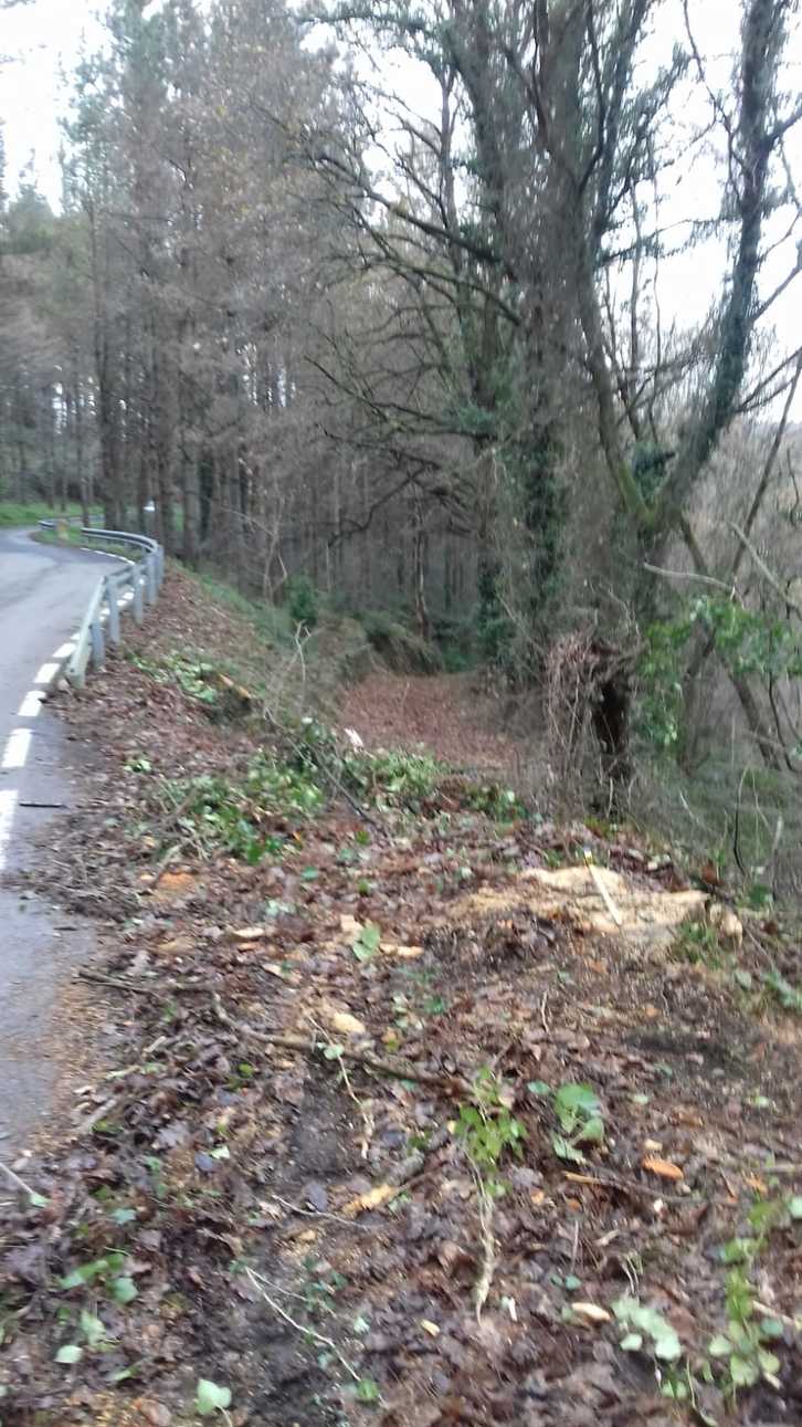 Hayas taladas en la subida a la ermita de San Justo, en Zeanuri.