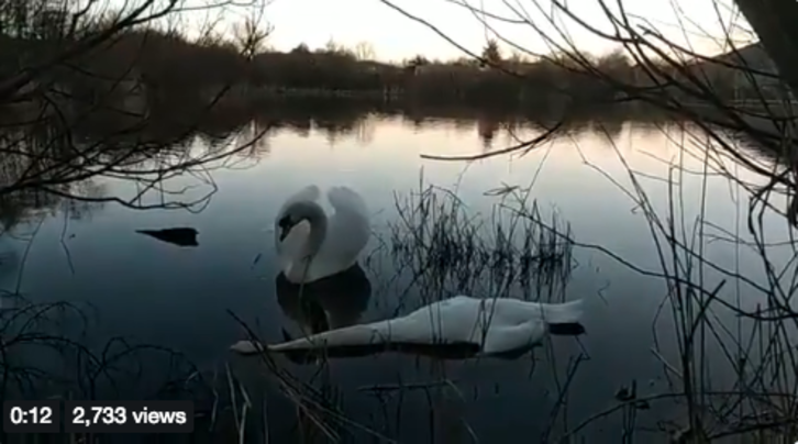 Beltxarga azken agurra eskainiz.