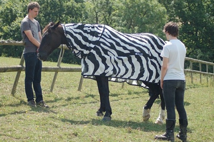 Estudiantes de la Universidad de Bristol frente a un caballo que vistieron de cebra. (University of Bristol)