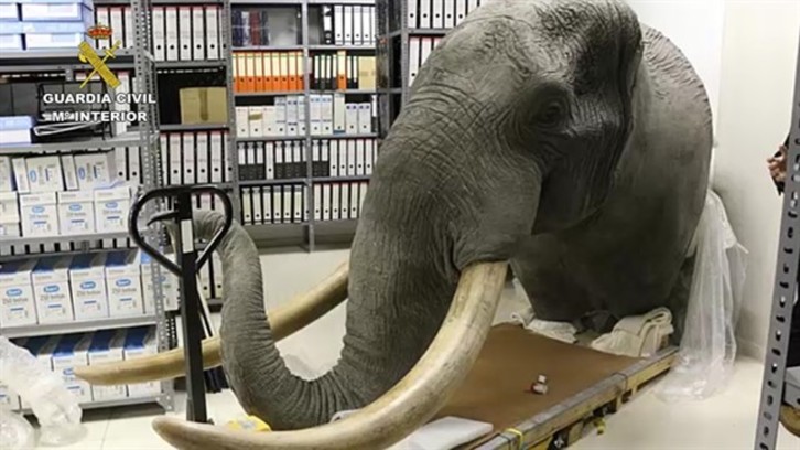 La cabeza de elefante incautada por la Guardia Civil.