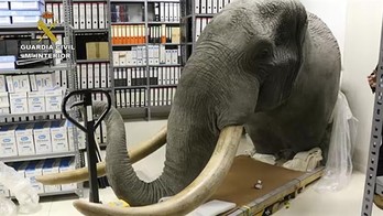 La cabeza de elefante incautada por la Guardia Civil.