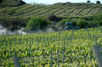 Lezaun upategiko mahastiak. (Iñigo URIZ | FOKU)