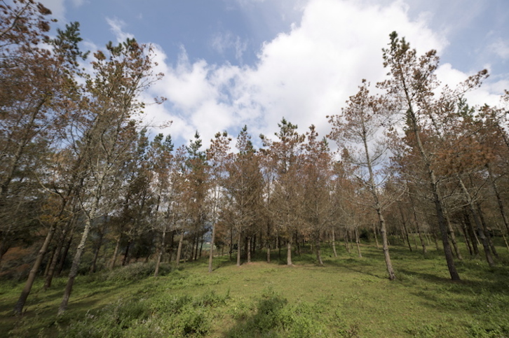 Pinos afectados por la «banda marrón». (Gorka RUBIO/FOKU)