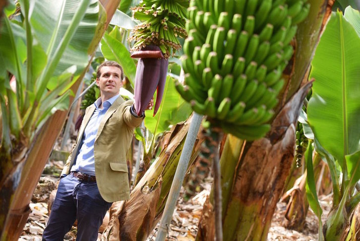 Pablo Casado, en una visita a un platanar durante su viaje a Canarias. (@pablocasado_)