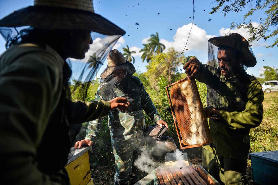 Extrayendo los panales con miel. Foto: Yamil LAGE | AFP
