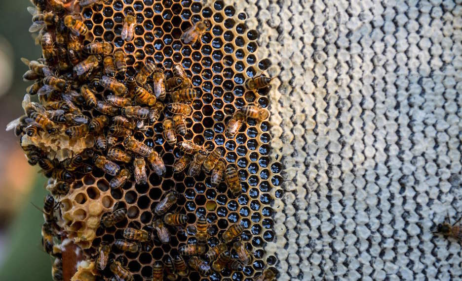 Detalle de las abejas en un panal. Foto: Yamil LAGE | AFP