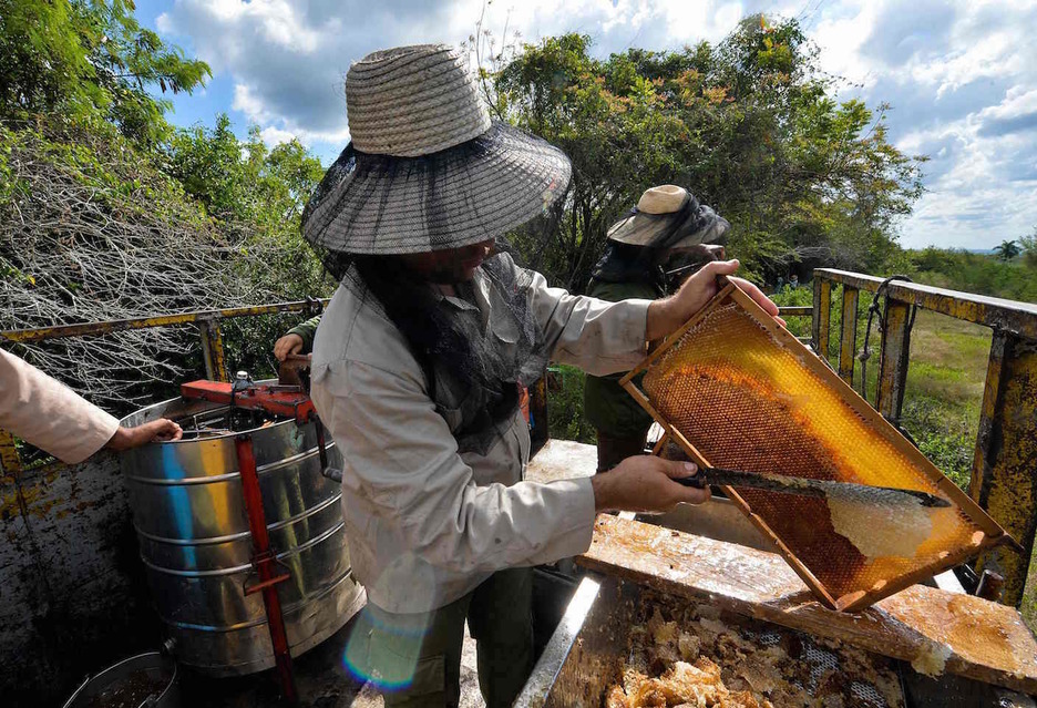 Retirando el opérculo con un machete para extraer la miel. Foto: Yamil LAGE | AFP