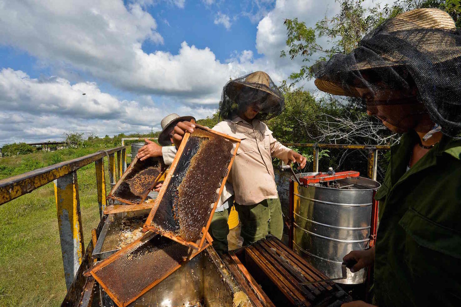 Introduciendo los panales en la centrifugadora. Foto: Yamil LAGE | AFP