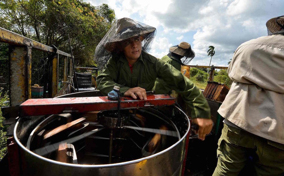Centrifugando los panales para extraer la miel. Foto: Yamil LAGE | AFP
