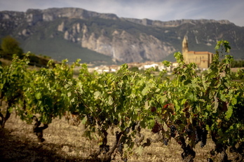 Viñedos en Bilar. (Jaizki FONTANEDA/FOKU)