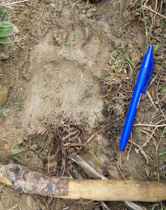 Huella de la osa Claverina donde se produjo uno de los ataques. (GOBIERNO DE NAFARROA)