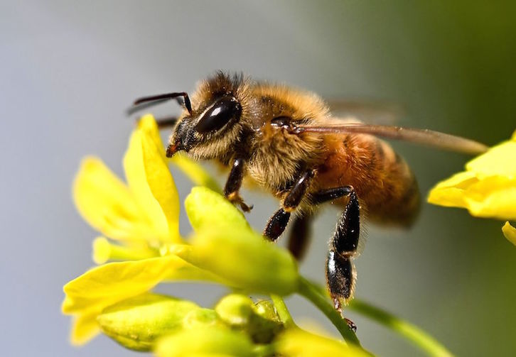 La reducción en el número de abejas y el calor han dejado en la mitad la producción de miel en Araba. (AFP)