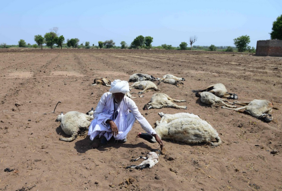 Un pastor con su rebaño muerto. (Sam PANTHAKY / AFP)