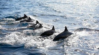 gara-2019-06-15-Noticia