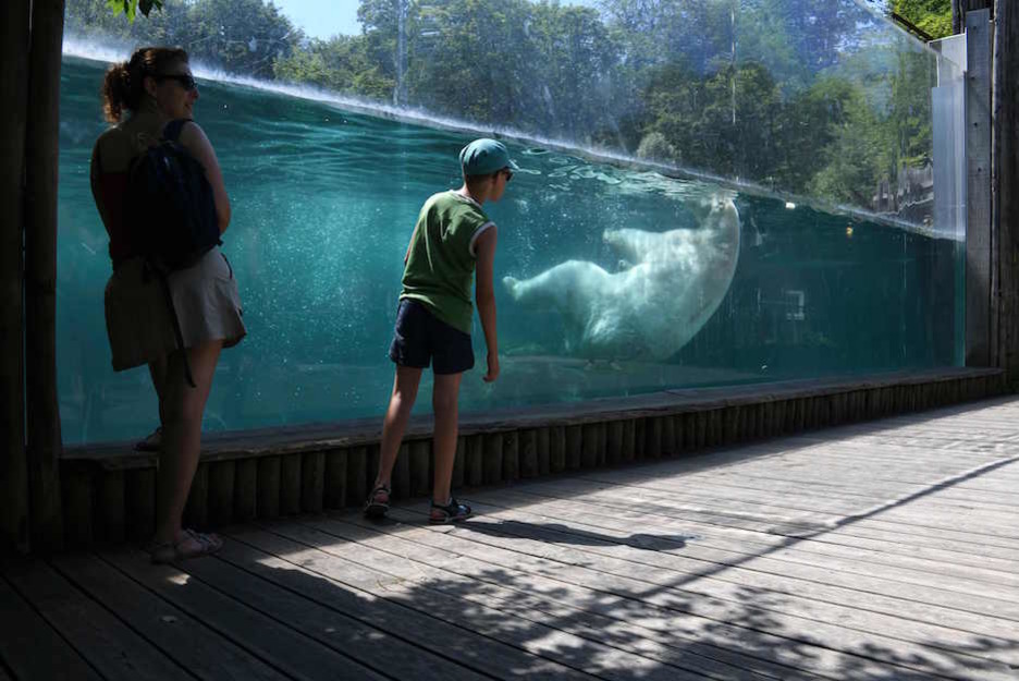 Una mujder y un niño observan el baño de un oso polar en el zoo de Mulhouse, en el Estado francés. (SEBASTIEN BOZON / AFP)