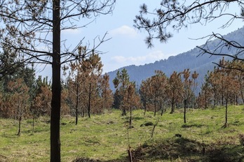 Oiz mendiaren magalean gaixorik dauden intsinis pinuen iazko irudia.(Aritz LOIOLA/FOKU)