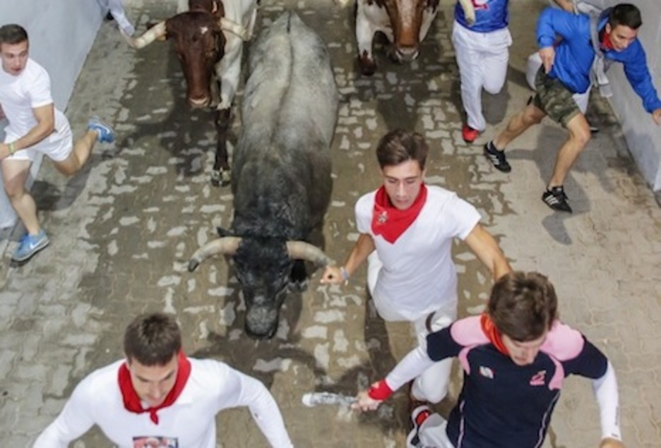 Uno de los morlacos de José Escolar, a punto de entrar en la plaza. (Iñaki VERGARA/FOKU) Uno de los morlacos de José Escolar, a punto de entrar en la plaza. (Iñaki VERGARA/FOKU)
