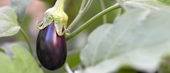 gara-2019-07-15-Noticia