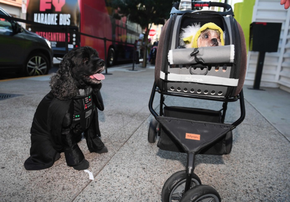 Darth Vader y Yoda caninos. (Robyn BECK / AFP)