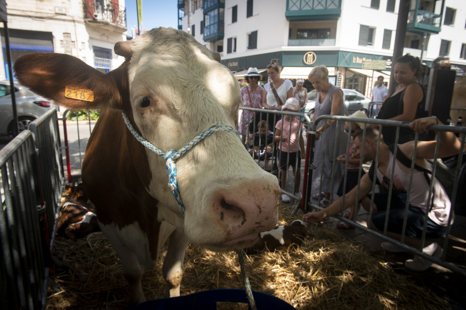 Le marché des producteurs du Pays Basque a eu lieu ce 7 août à Saint-Jean-de-Luz. © Guillaume Fauveau