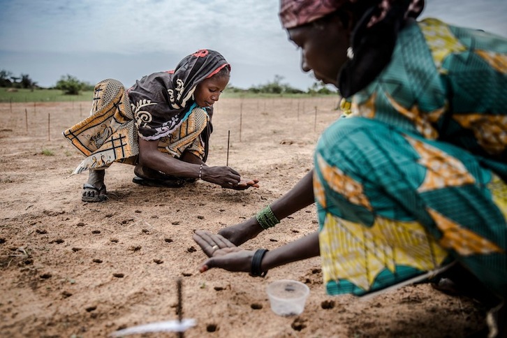 Mujeres nigerianas, en un proyecto de reforestación en el Sahel. (Luis TATO | AFP)