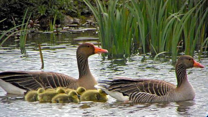 Una muestra de las aves que anidan en Salburua. (NAIZ)