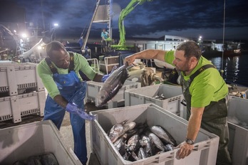 Descarga de bonito en el puerto de Getaria. (Juan Carlos RUIZ | FOKU)