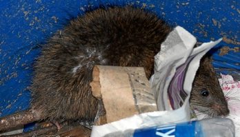 gara-2019-08-29-Opinión