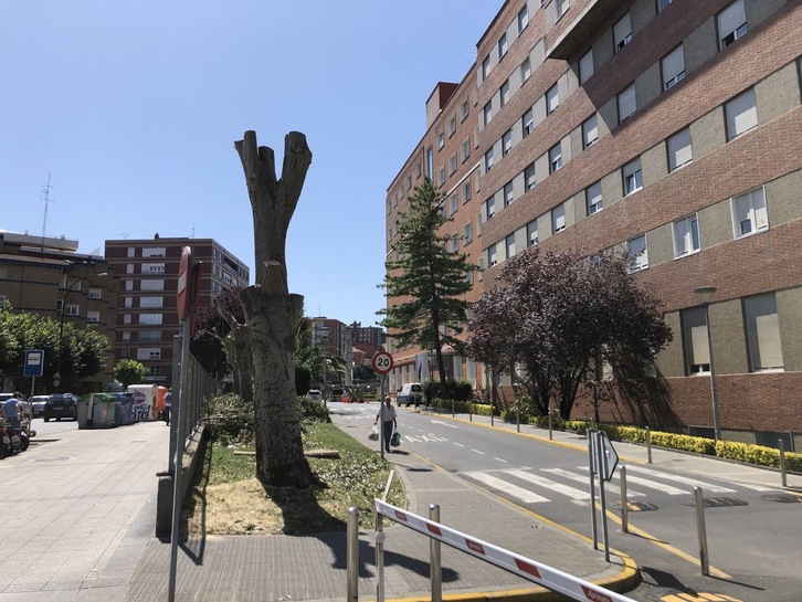 Árboles talados junto al Hospital de Cruces. (EGUZKI BARAKALDO)