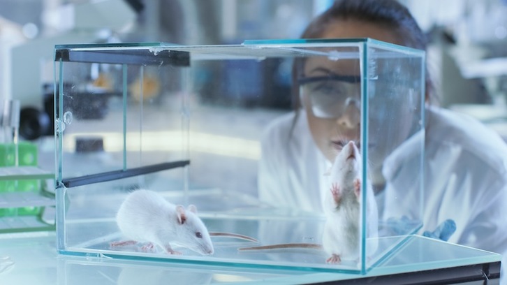 Los ratones son los más empleados en los laboratorios. (GETTY)
