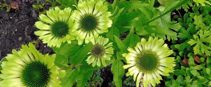 Flores verdes singulares | Miradas | 7K - zazpika astekaria