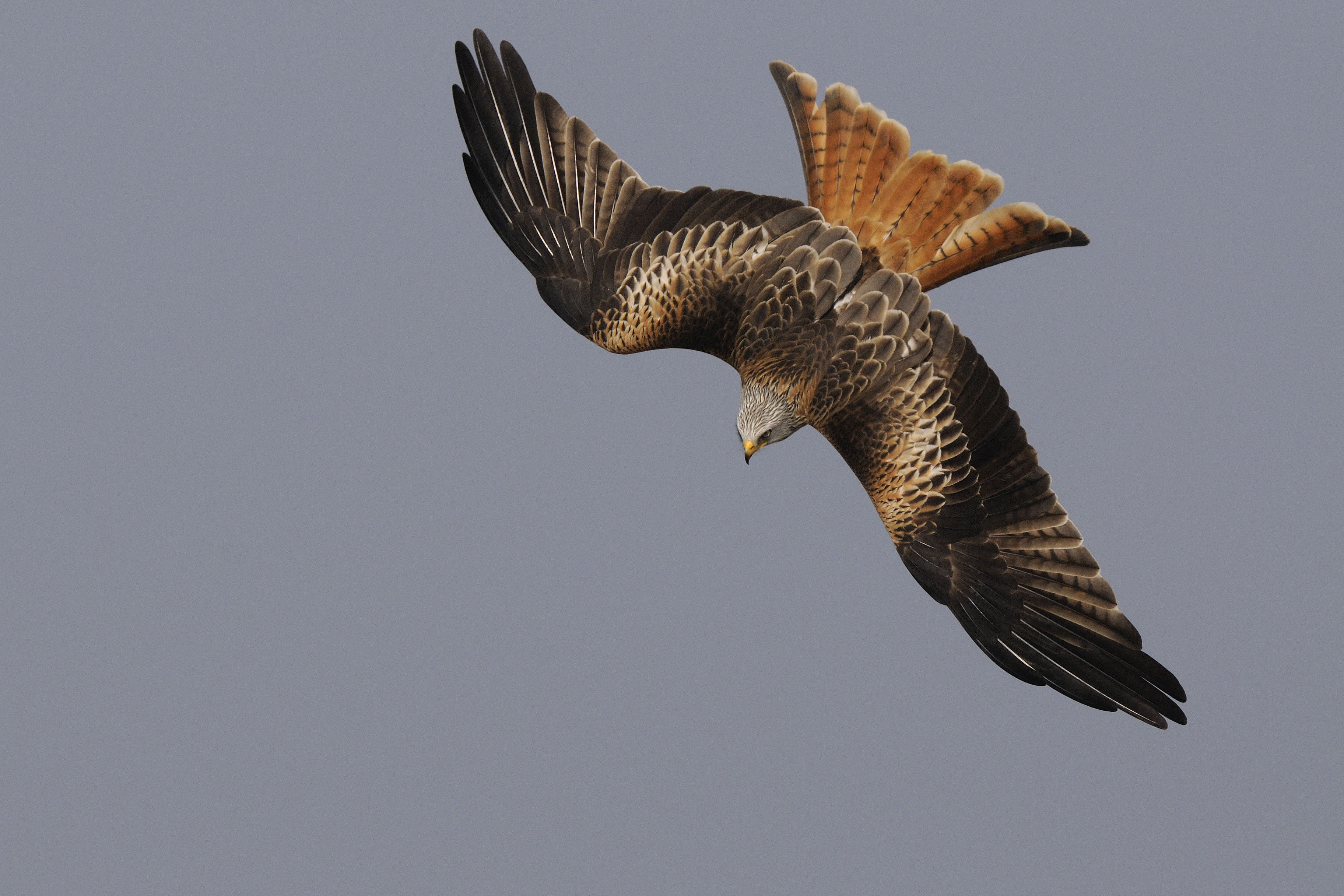 краснохвостый ястреб. ястреб краснохвостый сарыч. краснохвостый сарыч северной америки. краснохвостый ястреб - краснохвостый канюк. ястреб краснохвостый сарыч.