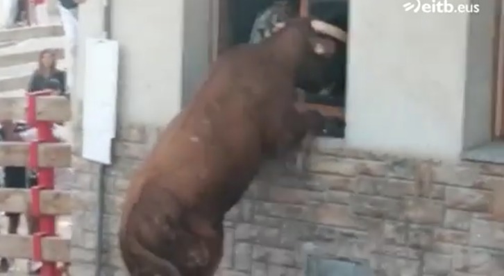 Una de las imágenes del verano, este novillo que casi entra en una casa en Milagro.