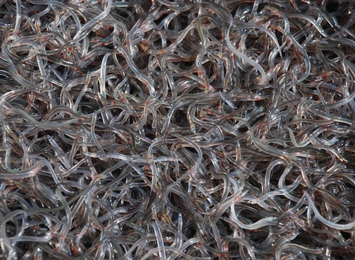 Cientos de angulas; imagen de archivo. (GETTY IMAGES)