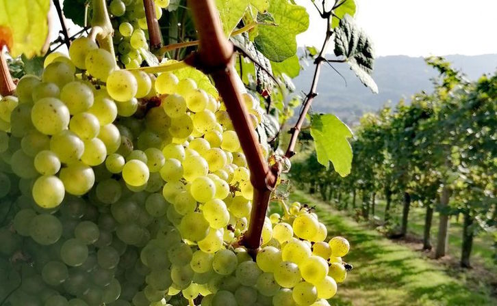 Viñedos de txakoli en Bizkaia.(bizkaikotxakolina.eus)