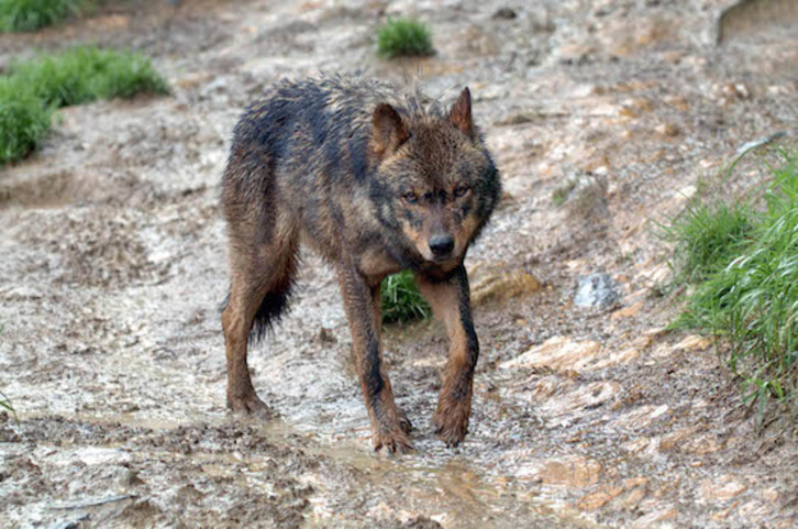 Un lobo en una imagen de archivo. (Jon HERNAEZ/FOKU) 