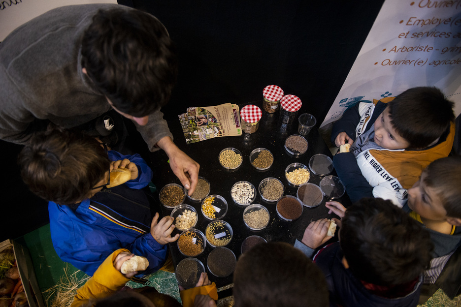 Les enfants découvrent la diversité des graines utilisées au Pays Basque. © Guillaume FAUVEAU
